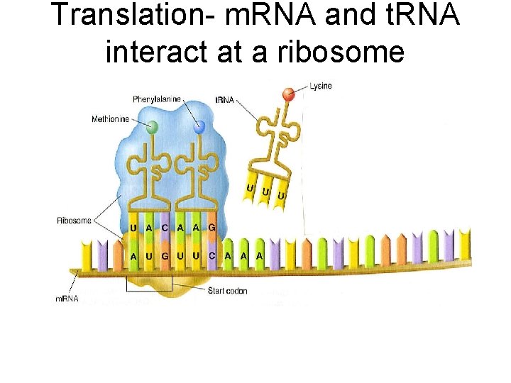 Translation- m. RNA and t. RNA interact at a ribosome 