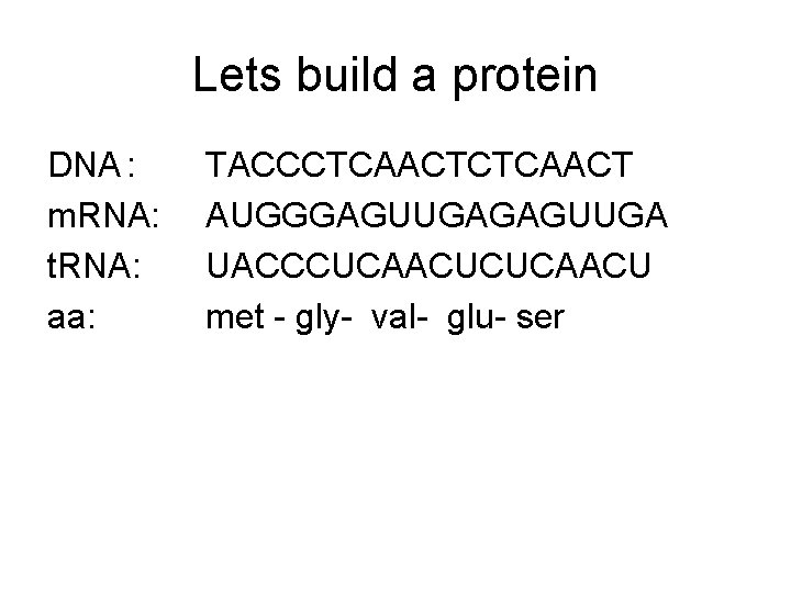 Lets build a protein DNA : m. RNA: t. RNA: aa: TACCCTCAACT AUGGGAGUUGA UACCCUCAACU