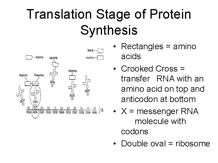 Translation Stage of Protein Synthesis • Rectangles = amino acids • Crooked Cross =