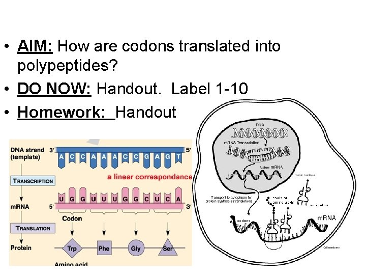  • AIM: How are codons translated into polypeptides? • DO NOW: Handout. Label