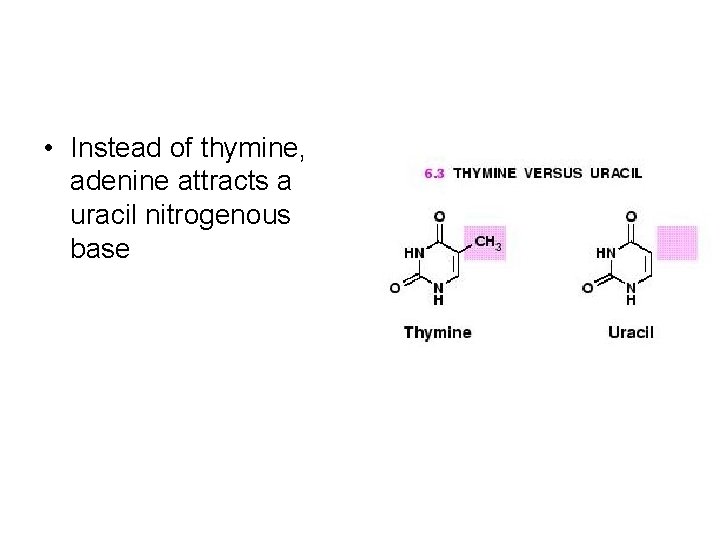  • Instead of thymine, adenine attracts a uracil nitrogenous base 