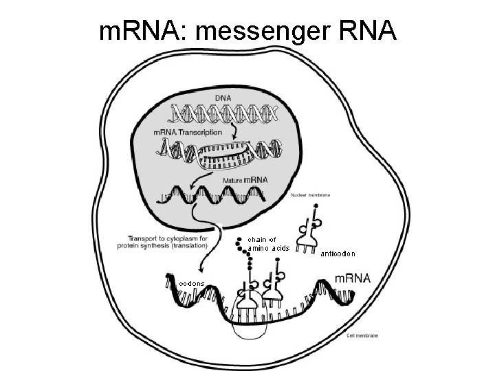 m. RNA: messenger RNA 