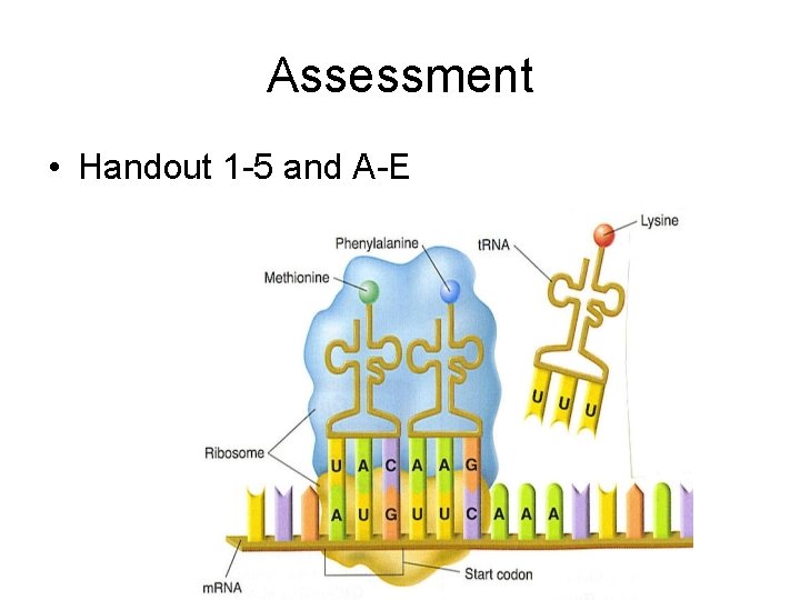 Assessment • Handout 1 -5 and A-E 