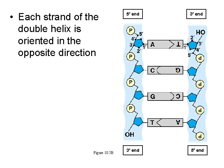 3 end P P P P • Each strand of the double helix is