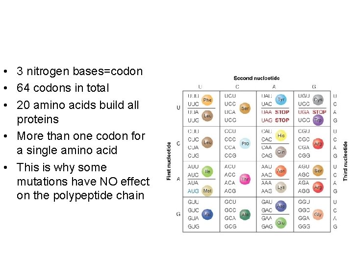  • 3 nitrogen bases=codon • 64 codons in total • 20 amino acids