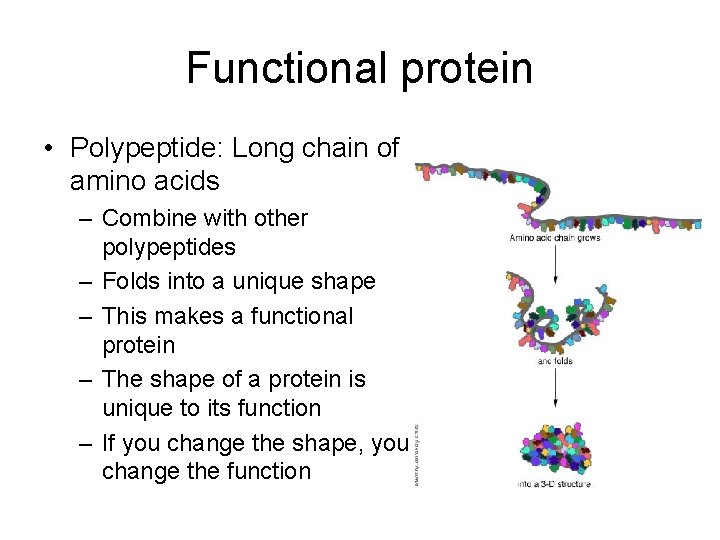Functional protein • Polypeptide: Long chain of amino acids – Combine with other polypeptides