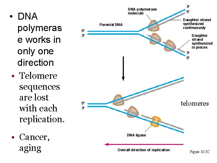  • DNA polymeras e works in only one direction • Telomere sequences are