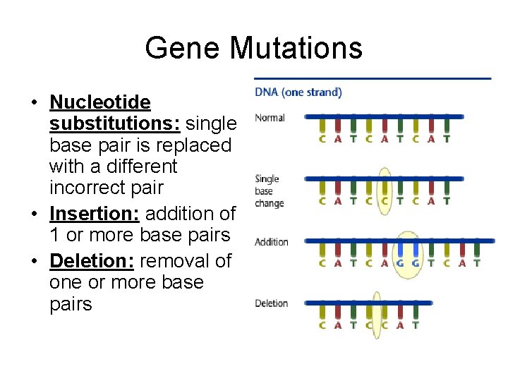 Gene Mutations • Nucleotide substitutions: single base pair is replaced with a different incorrect