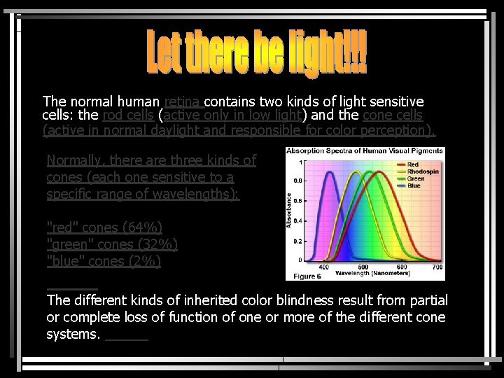 The normal human retina contains two kinds of light sensitive cells: the rod cells