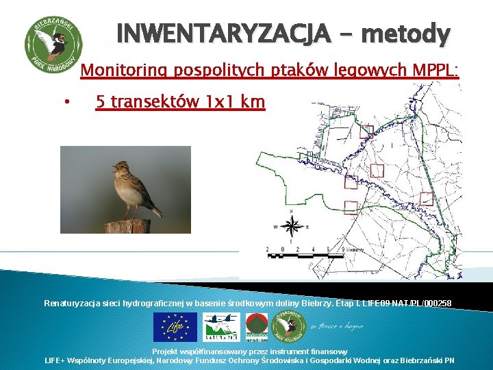 INWENTARYZACJA - metody Monitoring pospolitych ptaków lęgowych MPPL: • 5 transektów 1 x 1