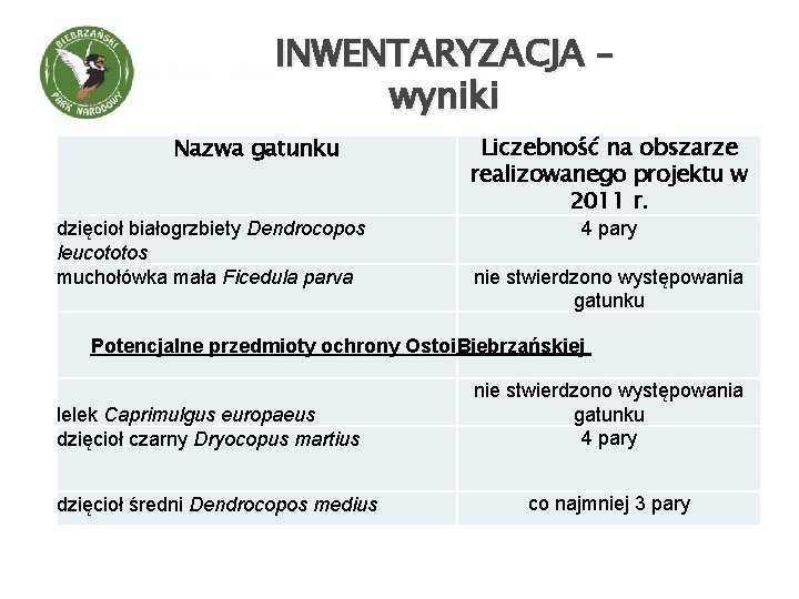 INWENTARYZACJA – wyniki Nazwa gatunku dzięcioł białogrzbiety Dendrocopos leucototos muchołówka mała Ficedula parva Derkacz