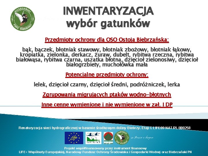 INWENTARYZACJA wybór gatunków Przedmioty ochrony dla OSO Ostoja Biebrzańska: bąk, bączek, błotniak stawowy, błotniak