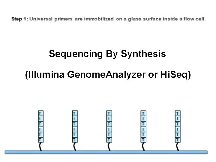 Sequencing By Synthesis (Illumina Genome. Analyzer or Hi. Seq) 