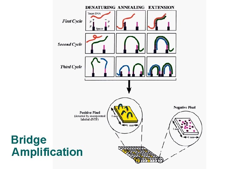 Bridge Amplification 