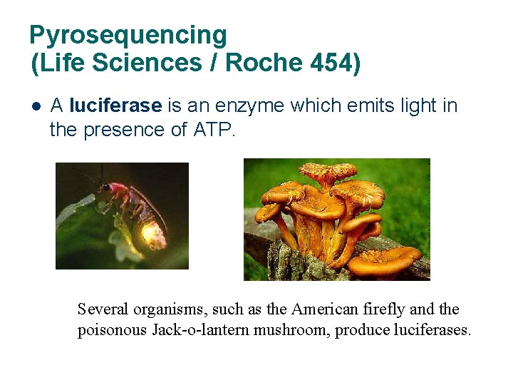 Pyrosequencing (Life Sciences / Roche 454) l A luciferase is an enzyme which emits