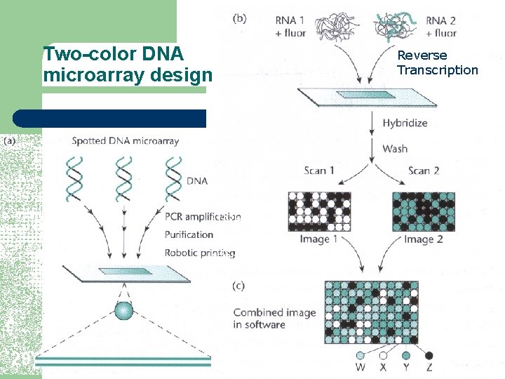 Two-color DNA microarray design 29 Reverse Transcription 