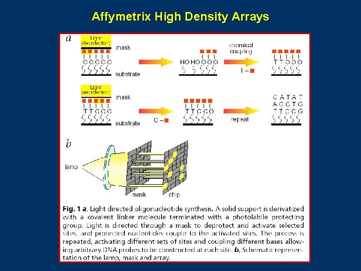 Affymetrix High Density Arrays 