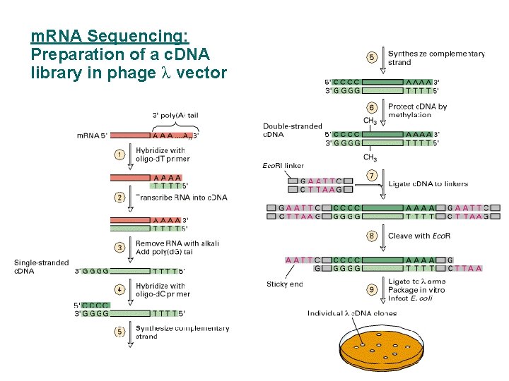 m. RNA Sequencing: Preparation of a c. DNA library in phage λ vector 