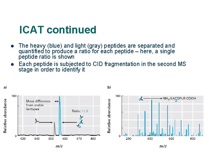 ICAT continued l l The heavy (blue) and light (gray) peptides are separated and