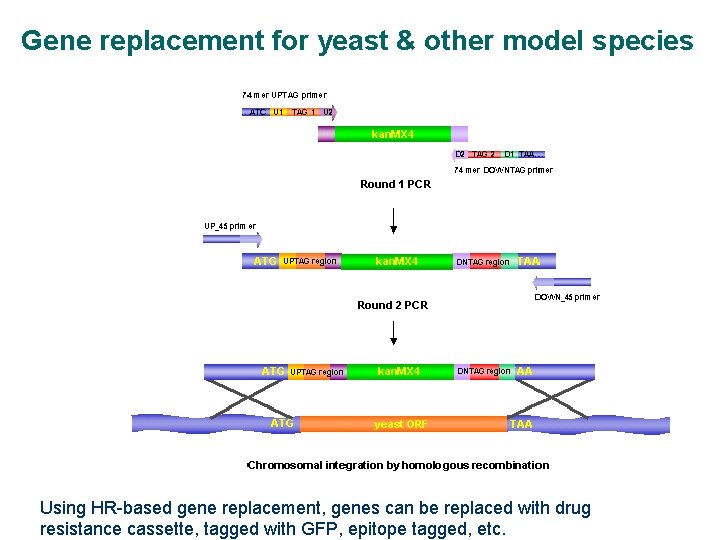 Gene replacement for yeast & other model species Using HR-based gene replacement, genes can