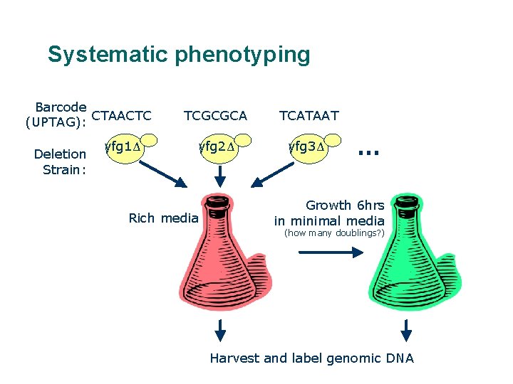 Systematic phenotyping Barcode CTAACTC (UPTAG): Deletion Strain: yfg 1Δ TCGCGCA TCATAAT yfg 2Δ yfg