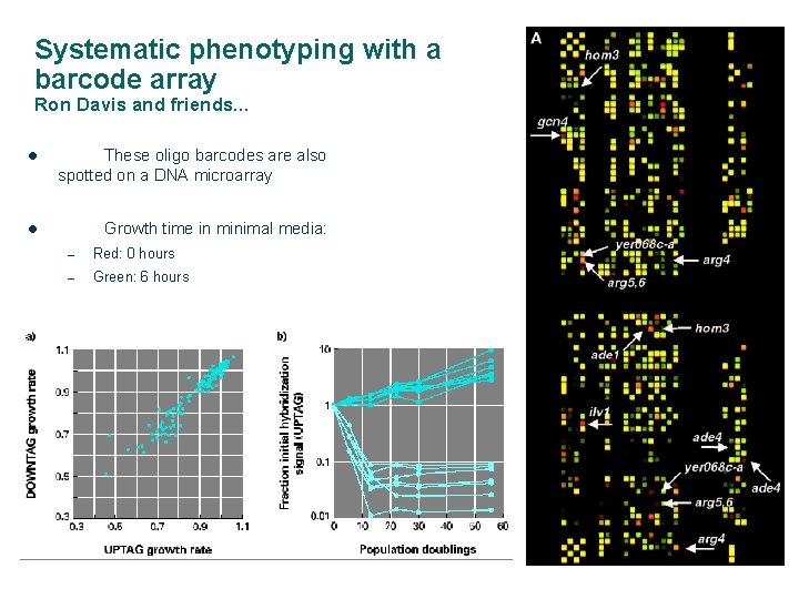 Systematic phenotyping with a barcode array Ron Davis and friends… l These oligo barcodes