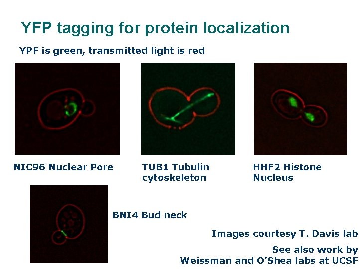 YFP tagging for protein localization YPF is green, transmitted light is red NIC 96