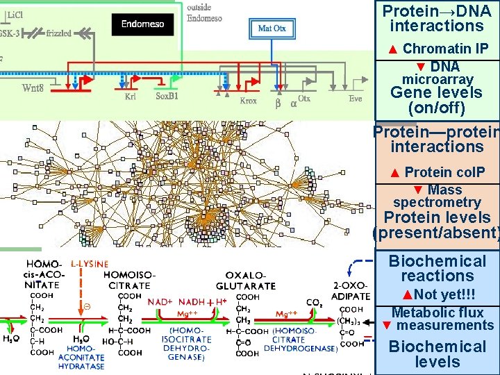 Protein→DNA interactions ▲ Chromatin IP ▼ DNA microarray Gene levels (on/off) Protein—protein interactions ▲