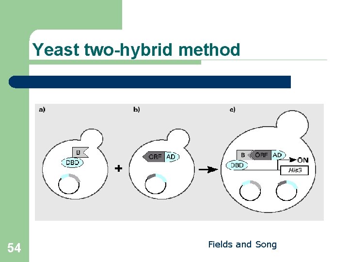 Yeast two-hybrid method 54 Fields and Song 