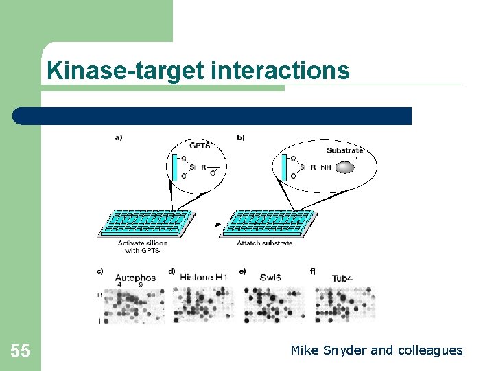 Kinase-target interactions 55 Mike Snyder and colleagues 