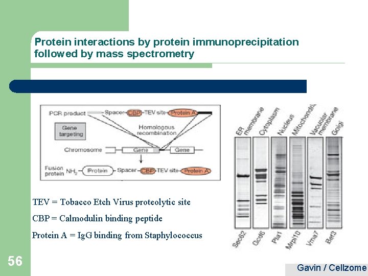 Protein interactions by protein immunoprecipitation followed by mass spectrometry TEV = Tobacco Etch Virus