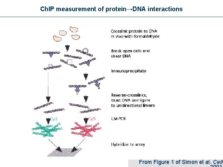 Ch. IP measurement of protein→DNA interactions From Figure 1 of Simon et al. Cell