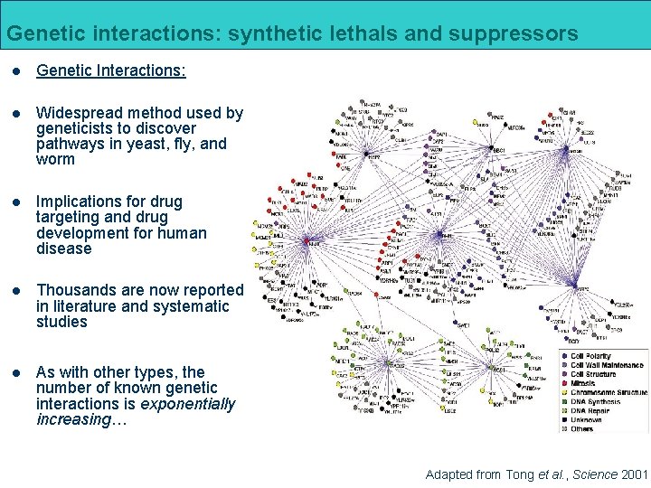 Genetic interactions: synthetic lethals and suppressors l Genetic Interactions: l Widespread method used by