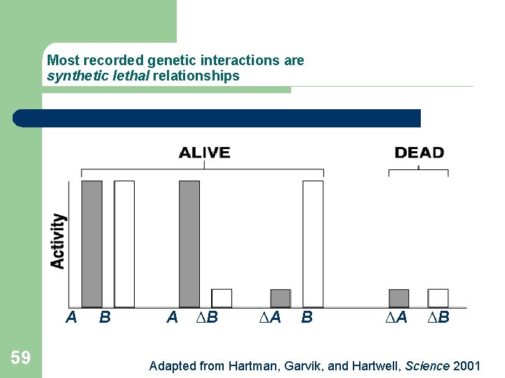 Most recorded genetic interactions are synthetic lethal relationships A 59 B A ΔB ΔA