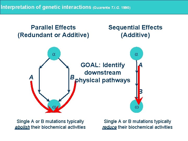 Interpretation of genetic interactions (Guarente T. I. G. 1990) Parallel Effects (Redundant or Additive)