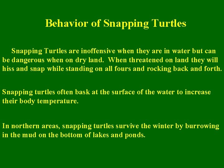 Behavior of Snapping Turtles are inoffensive when they are in water but can be