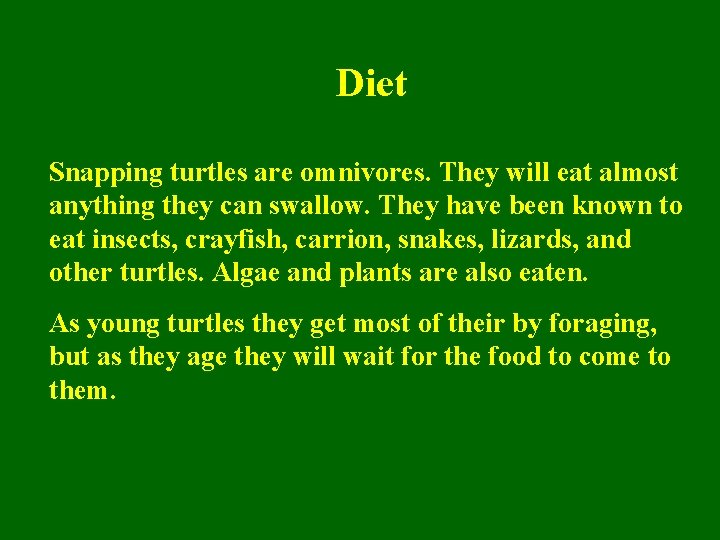 Diet Snapping turtles are omnivores. They will eat almost anything they can swallow. They