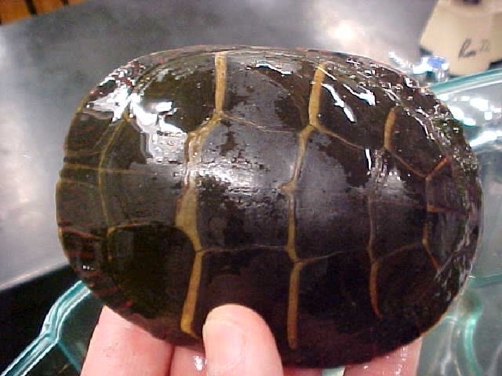 Color: Carapace is olive-brown. The edge is marked with red, Color the plastron is