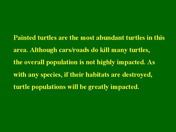 Painted turtles are the most abundant turtles in this area. Although cars/roads do kill