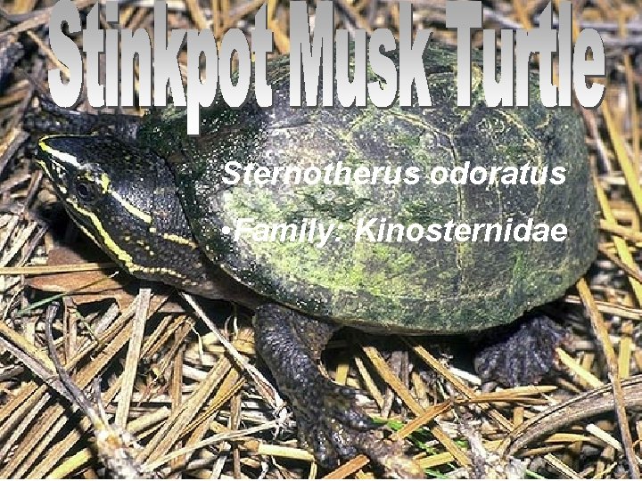 Sternotherus odoratus • Family: Kinosternidae 