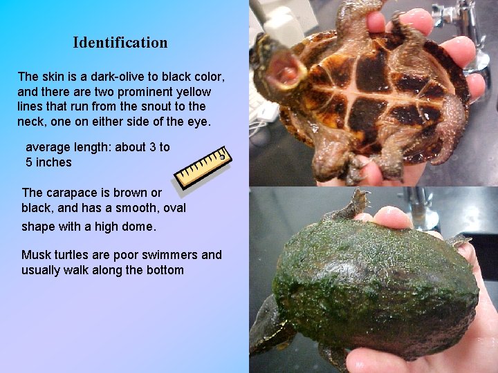 Identification The skin is a dark-olive to black color, and there are two prominent
