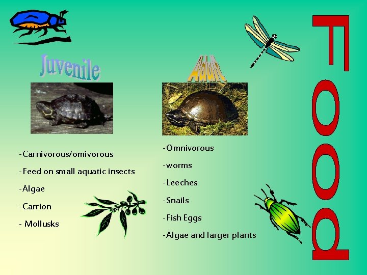 -Carnivorous/omivorous -Feed on small aquatic insects -Algae -Carrion - Mollusks -Omnivorous -worms -Leeches -Snails