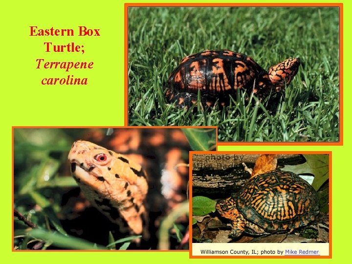Eastern Box Turtle; Terrapene carolina 