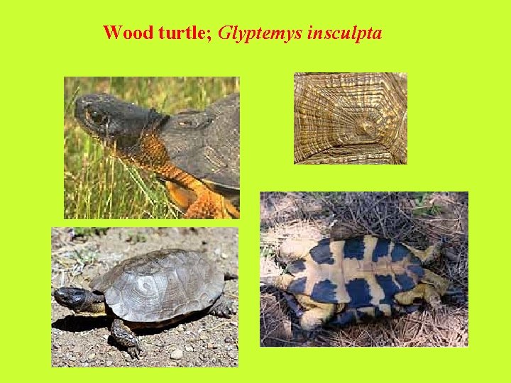 Wood turtle; Glyptemys insculpta 