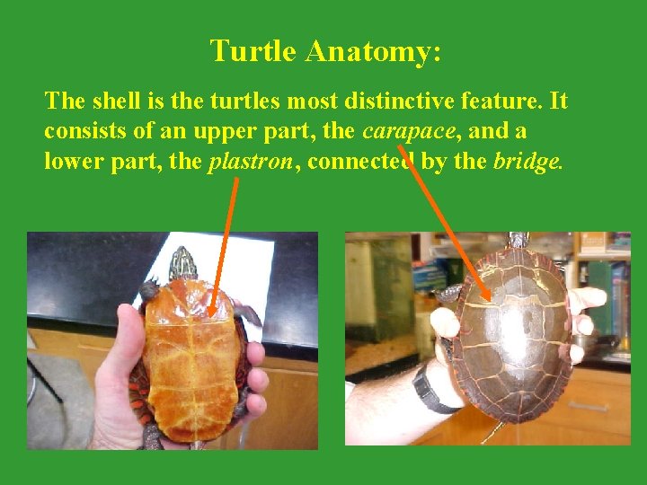 Turtle Anatomy: The shell is the turtles most distinctive feature. It consists of an