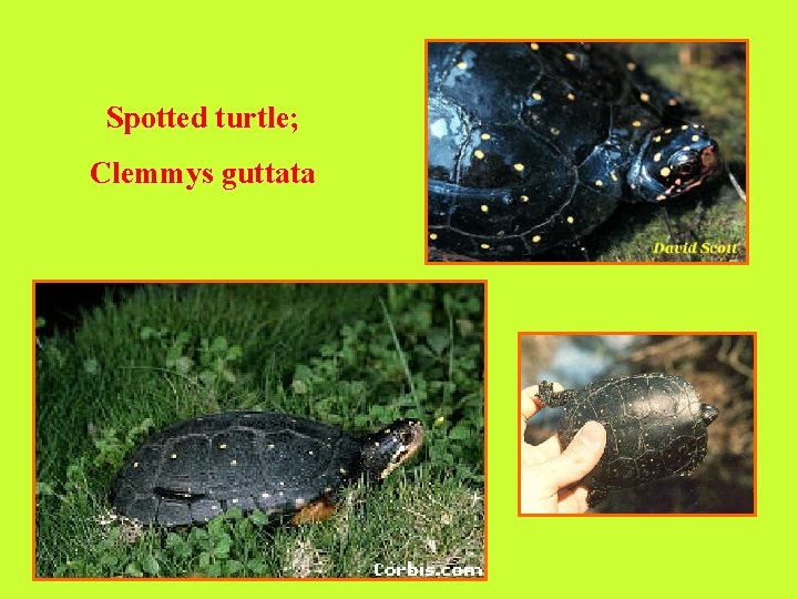 Spotted turtle; Clemmys guttata 