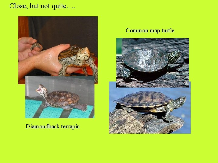 Close, but not quite…. Common map turtle Diamondback terrapin 