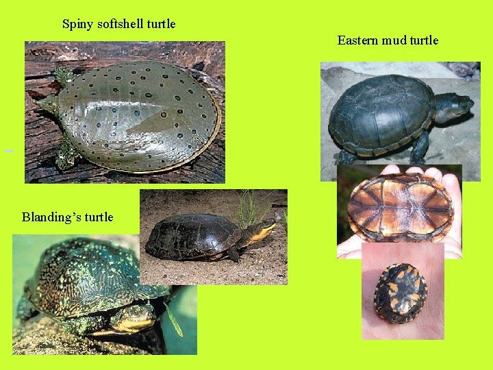 Spiny softshell turtle Eastern mud turtle Blanding’s turtle 