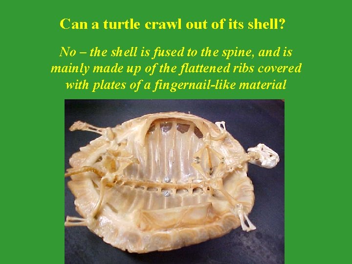 Can a turtle crawl out of its shell? No – the shell is fused