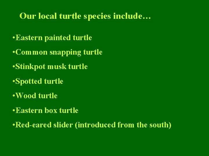 Our local turtle species include… • Eastern painted turtle • Common snapping turtle •